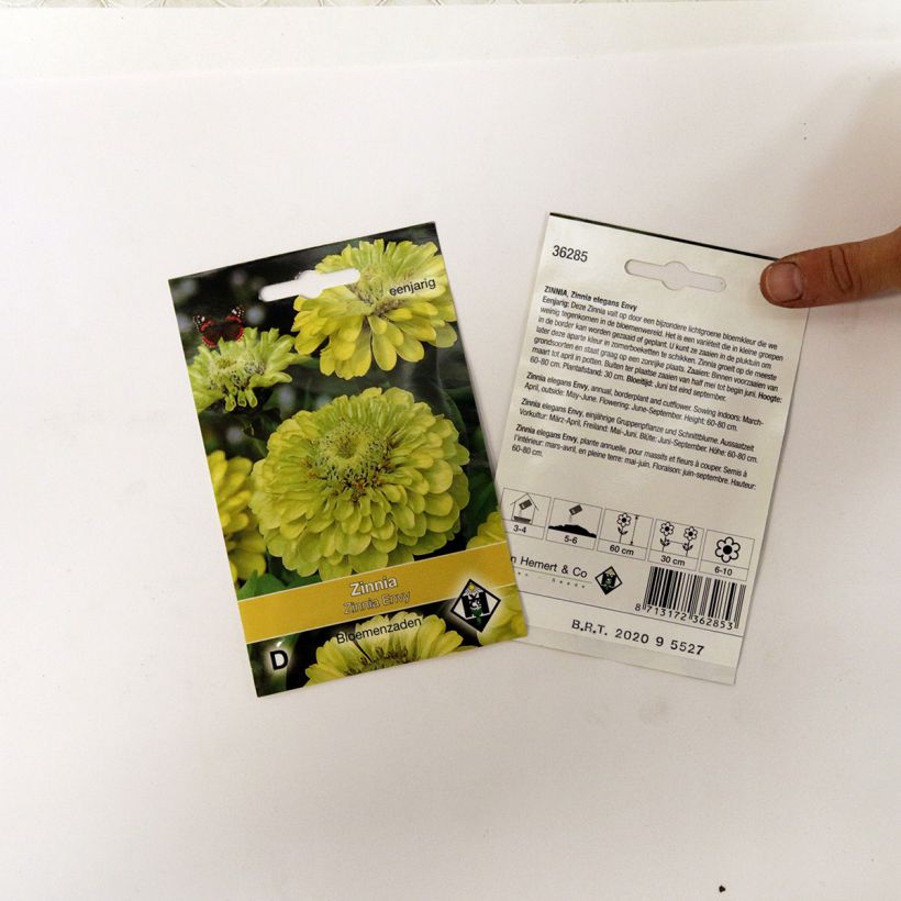 Example of Zinnia elegans Envy Double Seeds specimen as delivered