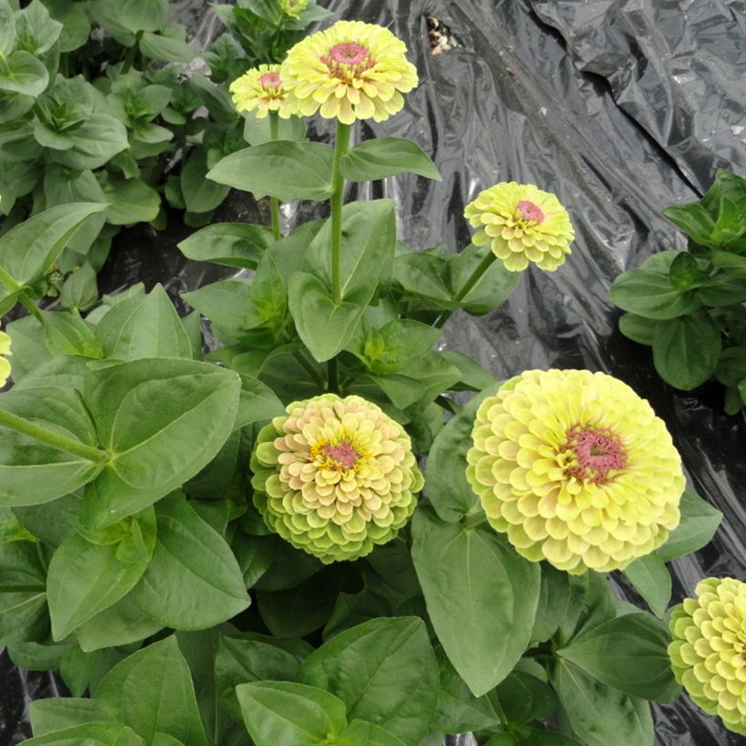 Zinnia elegans Queen Lime with Blotch seeds  (Plant habit)