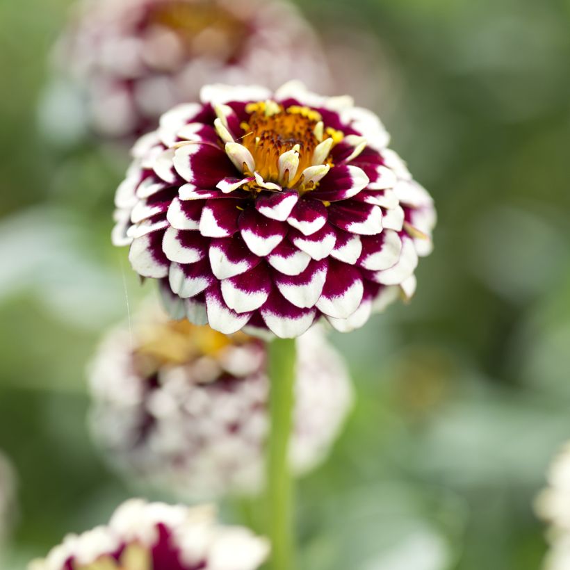 Zinnia haageana Jazzy Red - seeds (Flowering)