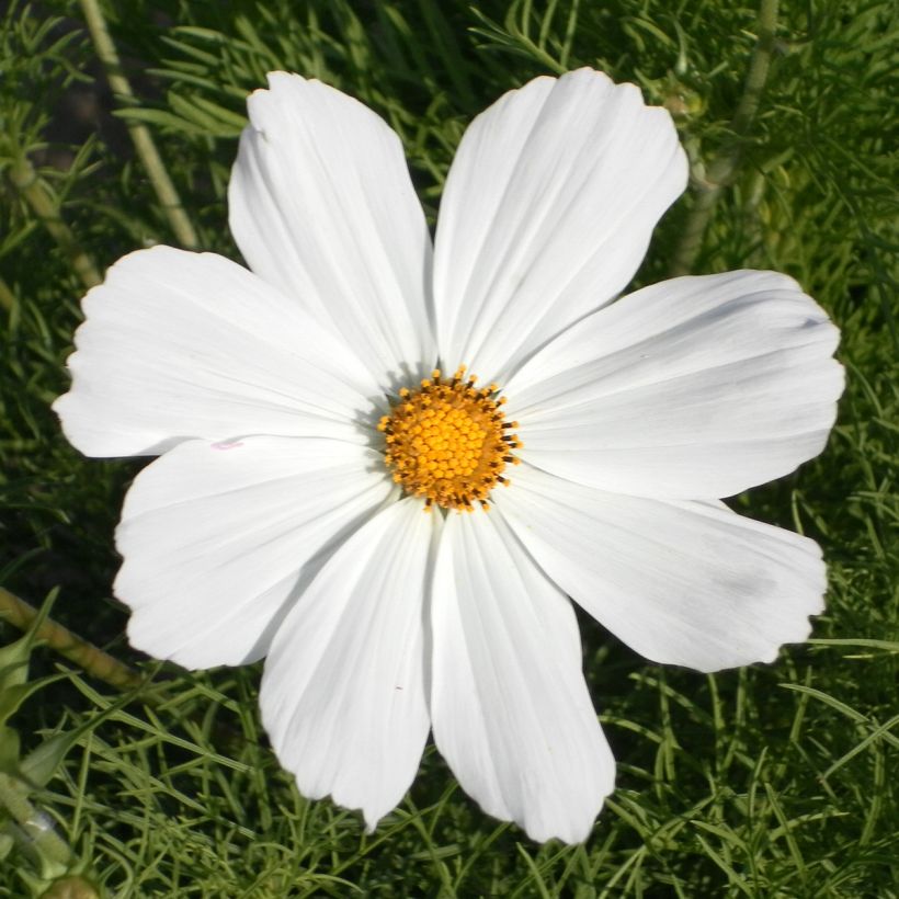 Cosmos bipinnatus Sonata White - Garden Cosmos (Flowering)
