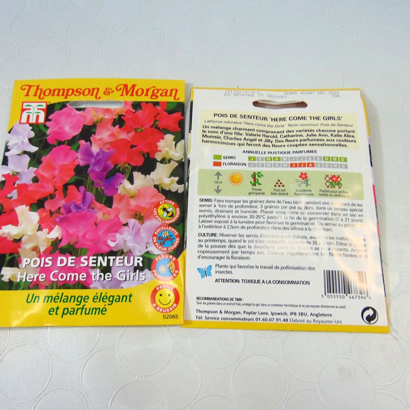 Example of Lathyrus odoratus Here come the Girls - Sweet Pea Seeds specimen as delivered