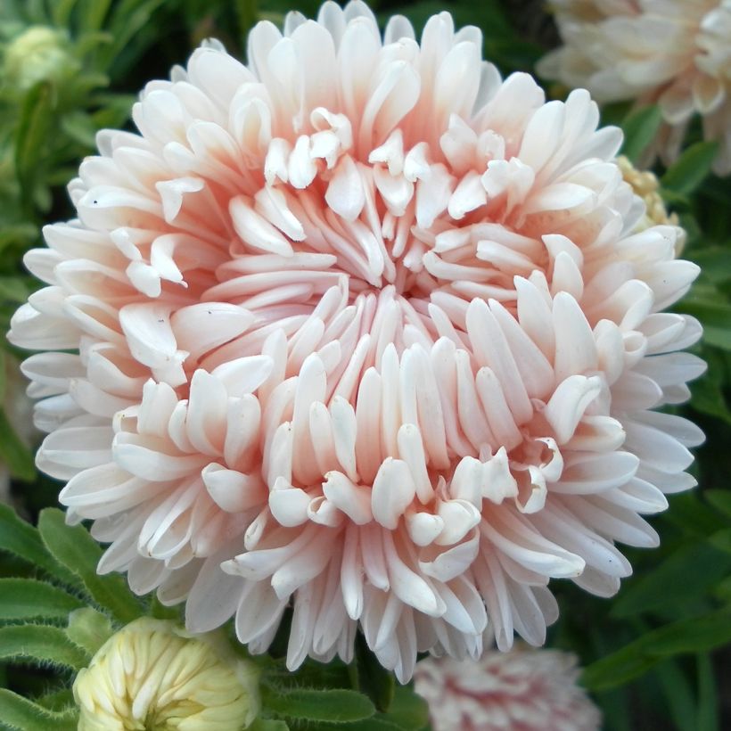 Duchess Marguerite Seeds in a mix (Flowering)