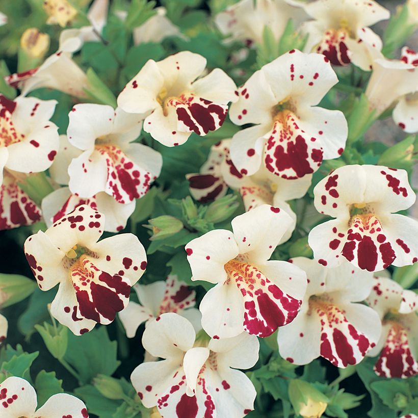 Mimulus Monkey Magic F1 Seeds - Monkey flower (Flowering)