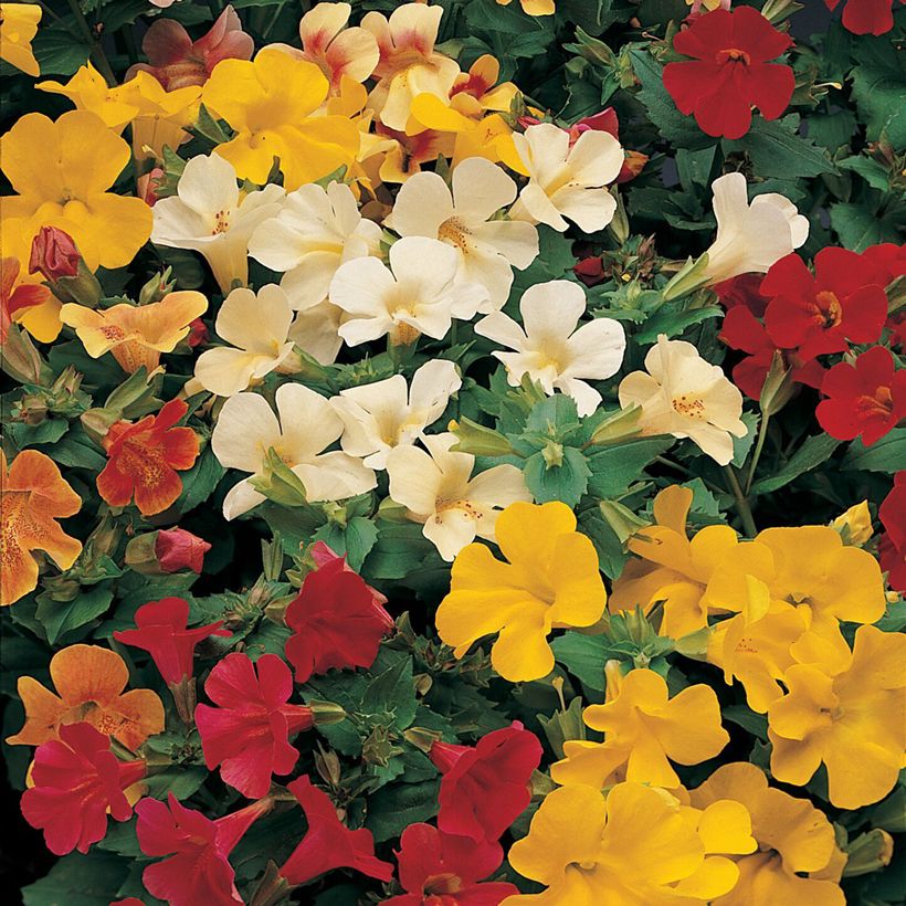 Mimulus hybridus Mystic Mixed (Flowering)