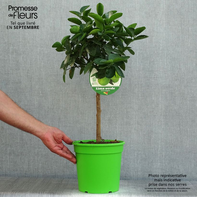 Large Lime - Citrus latifolia 4L/5L pot, Quarter standard sample as delivered in summer