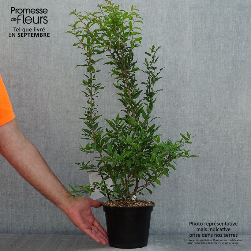 Punica granatum Dente di leone - Pomegranate 3L/4L pot, Clump sample as delivered in summer