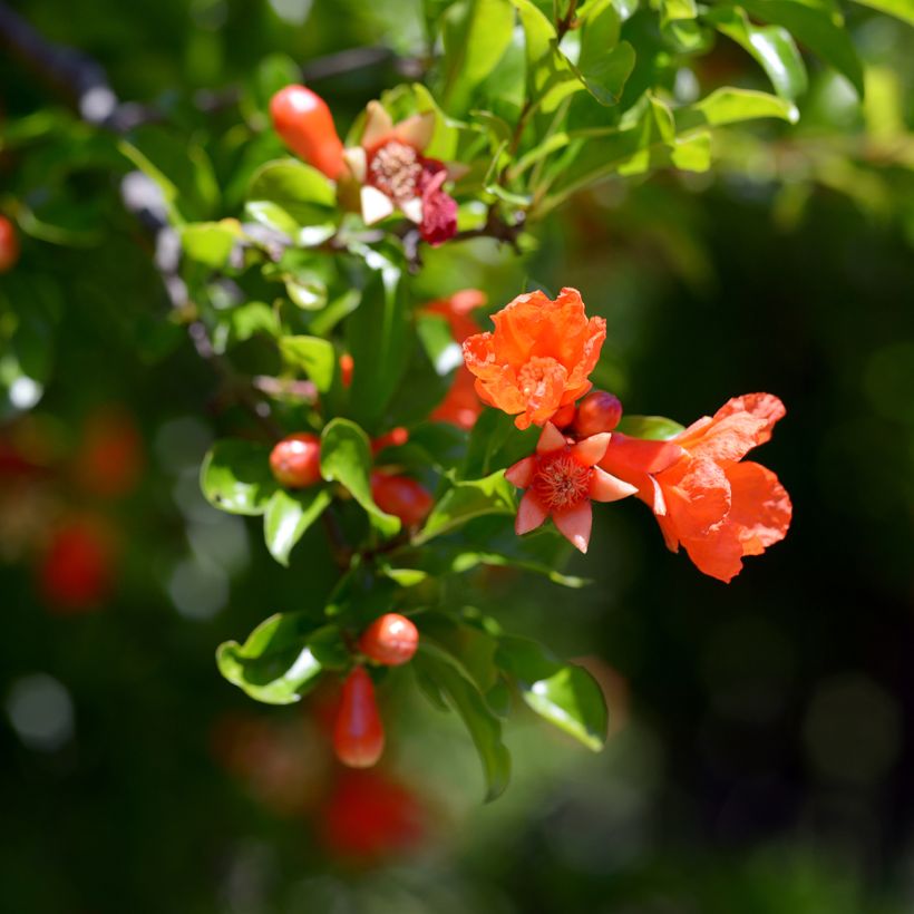 Punica granatum Dente di leone - Pomegranate (Flowering)