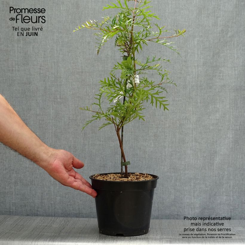 Grevillea Bronze Rambler 4L/5L pot sample as delivered in summer
