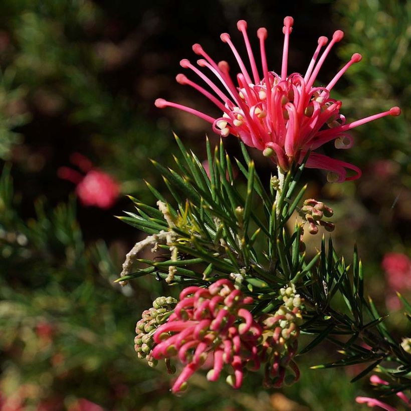 Grevillea juniperina (Flowering)