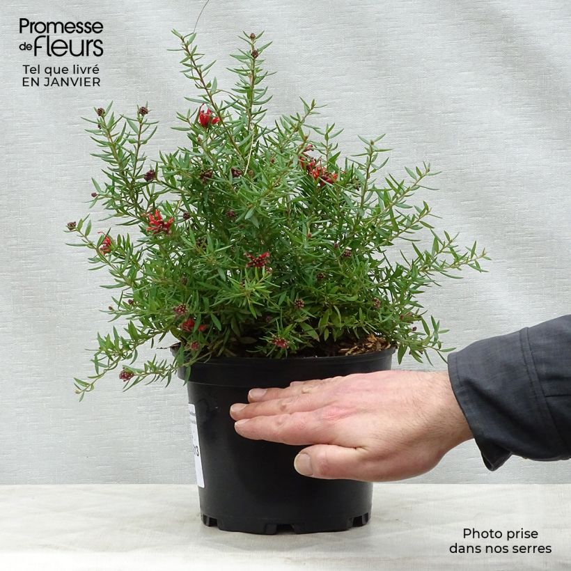 Grevillea juniperina New Blood Pot de 2L/3L sample as delivered in winter