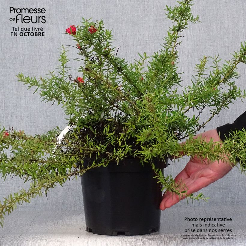 Grevillea juniperina New Blood Pot de 2L/3L sample as delivered in autumn