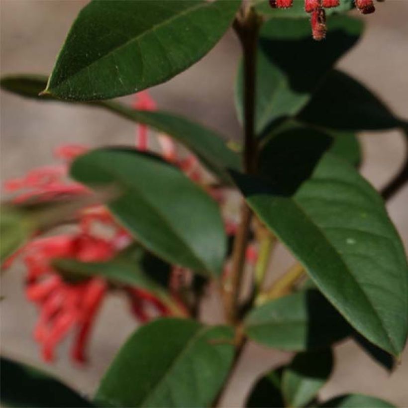 Grevillea rhyolitica (Foliage)