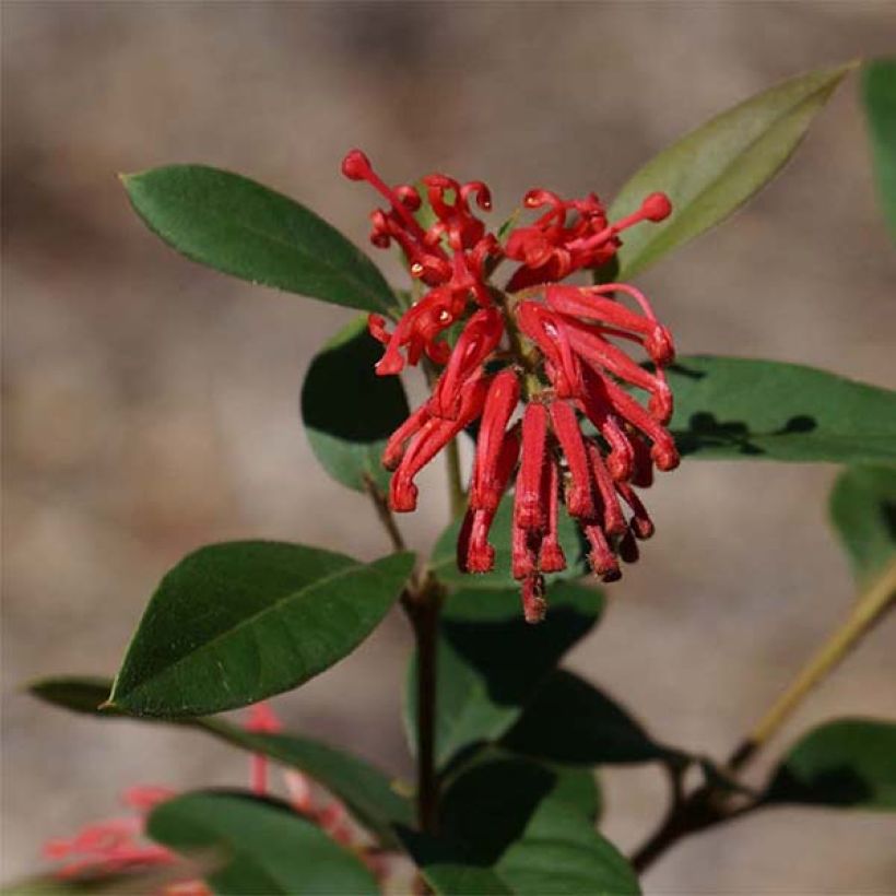 Grevillea rhyolitica (Flowering)