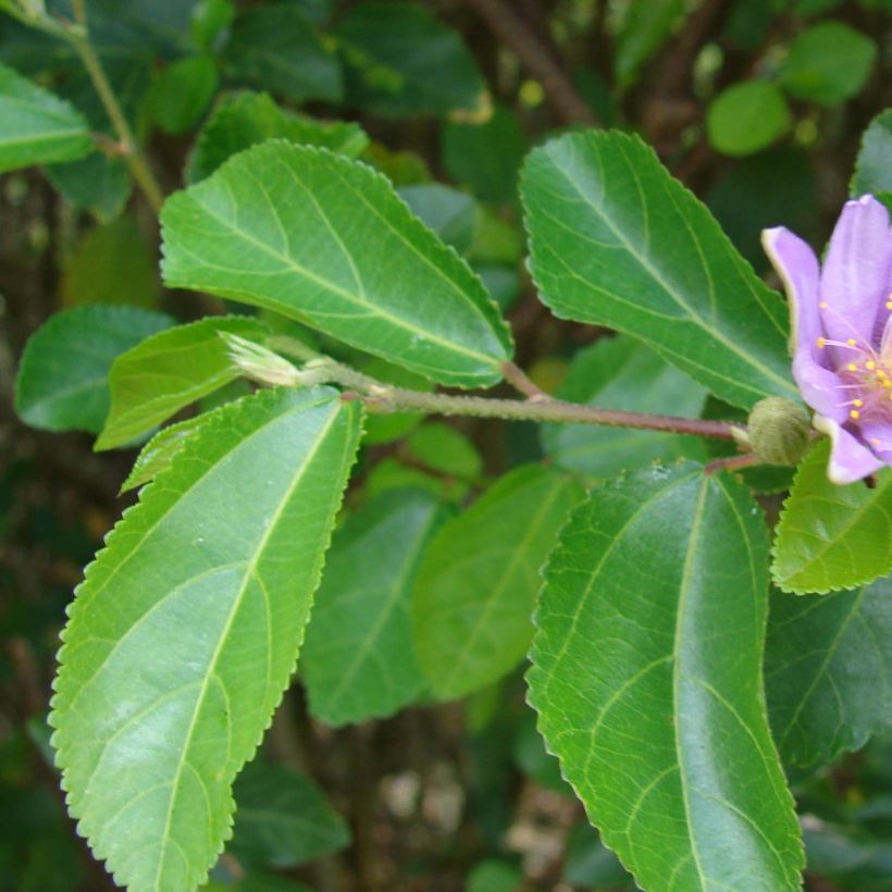 Grewia occidentalis (Foliage)