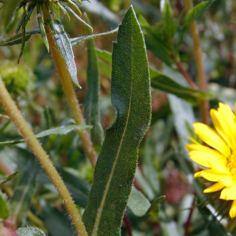 Grindelia camporum (Foliage)