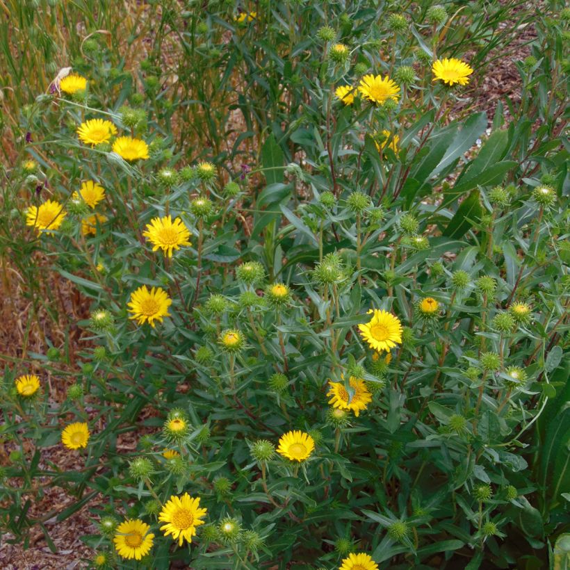 Grindelia camporum (Plant habit)