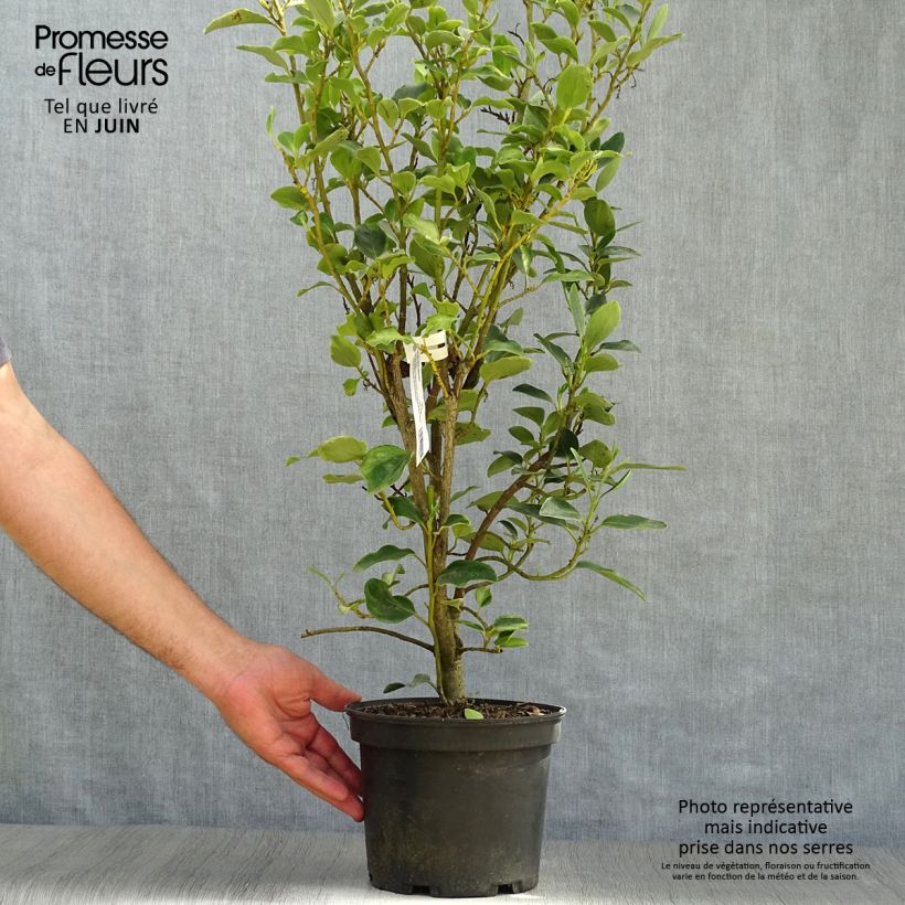 Griselinia littoralis Bantry Bay 3L/4L pot sample as delivered in summer