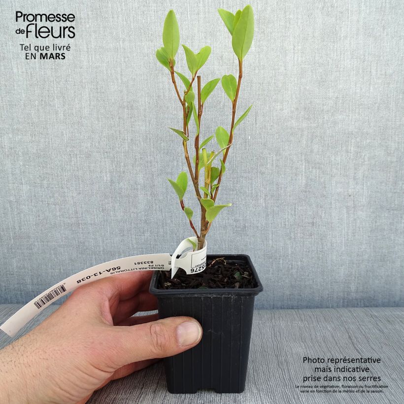 Griselinia littoralis en godet de 9cm sample as delivered in winter