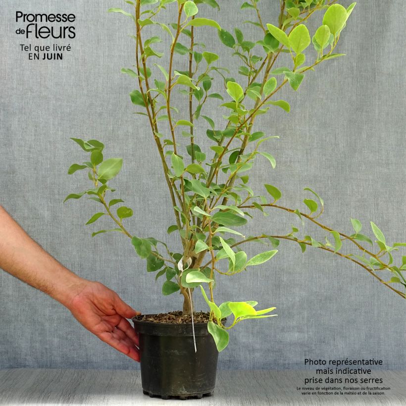 New Zealand broadleaf - Griselinia littoralis 2L/3L pot sample as delivered in summer