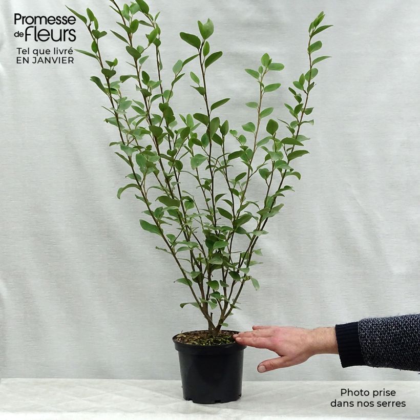 Griselinia littoralis en pot de 3L sample as delivered in winter