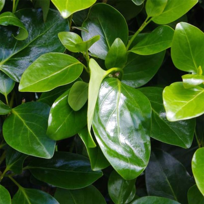 Griselinia littoralis Emerald (Foliage)
