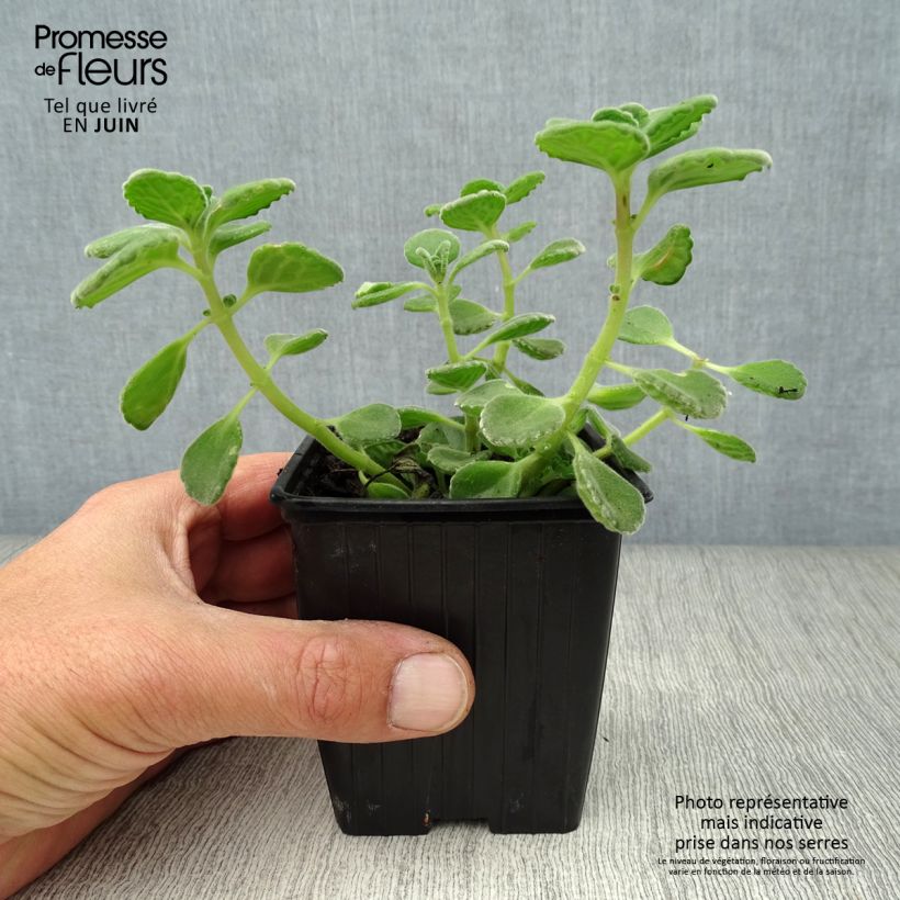 Mexican mint - Plectranthus amboinicus 8/9 cm pot sample as delivered in summer