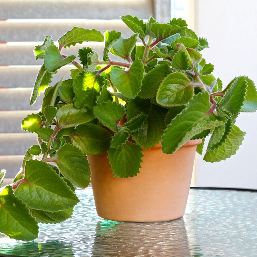 Mexican mint - Plectranthus amboinicus (Plant habit)