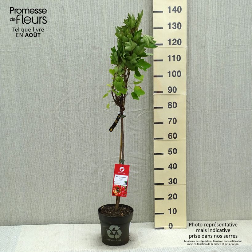 Redcurrant Rola - Ribes rubrum 6L/7L potShipped height around 120cm sample as delivered in summer