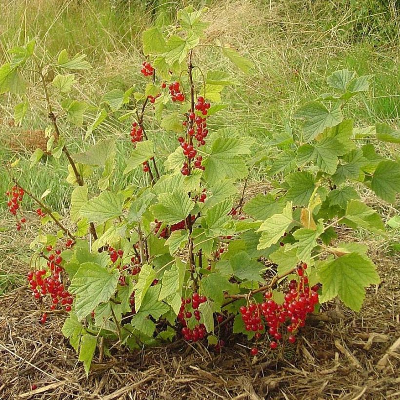 Redcurrant London Market - Ribes rubrum (Plant habit)