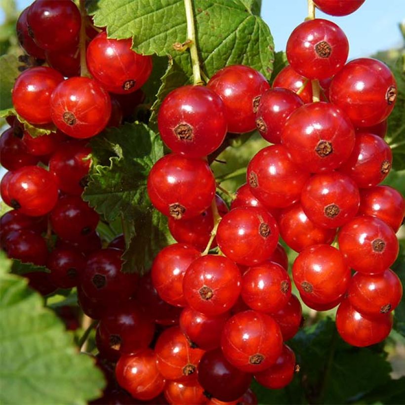 Redcurrant Rola - Ribes rubrum (Harvest)