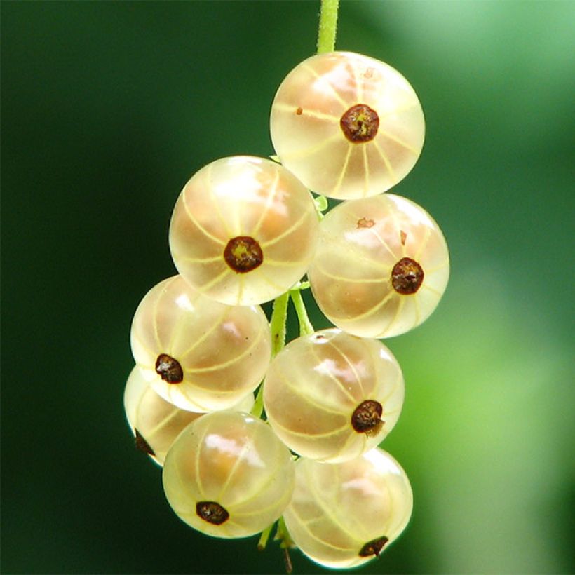 White Currant Versailles Blanche - Ribes rubrum (Harvest)