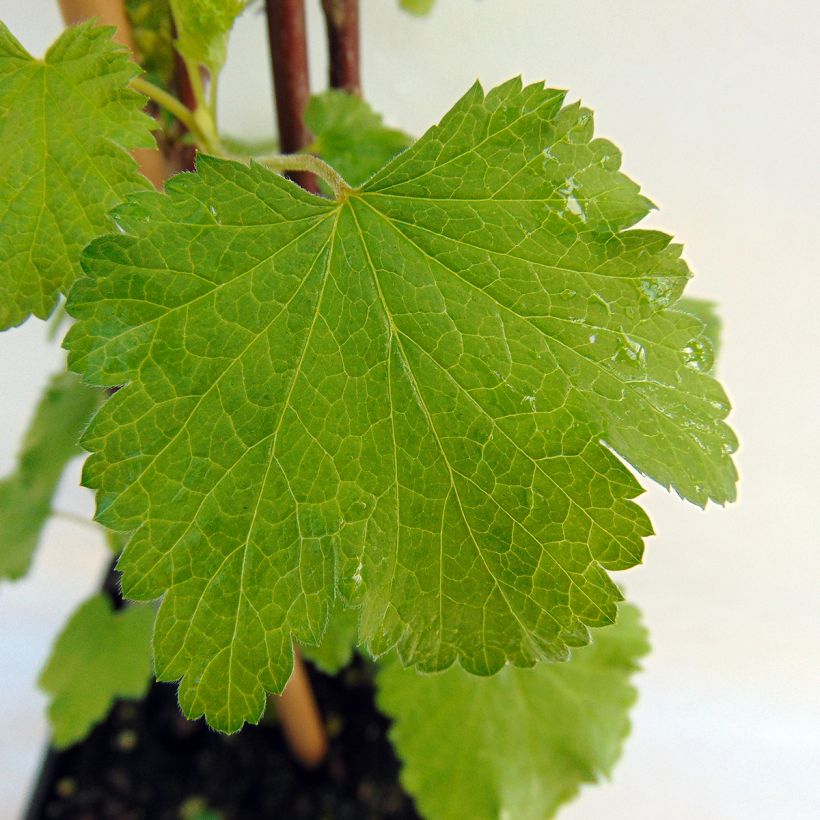 White Currant Versailles Blanche - Ribes rubrum (Foliage)