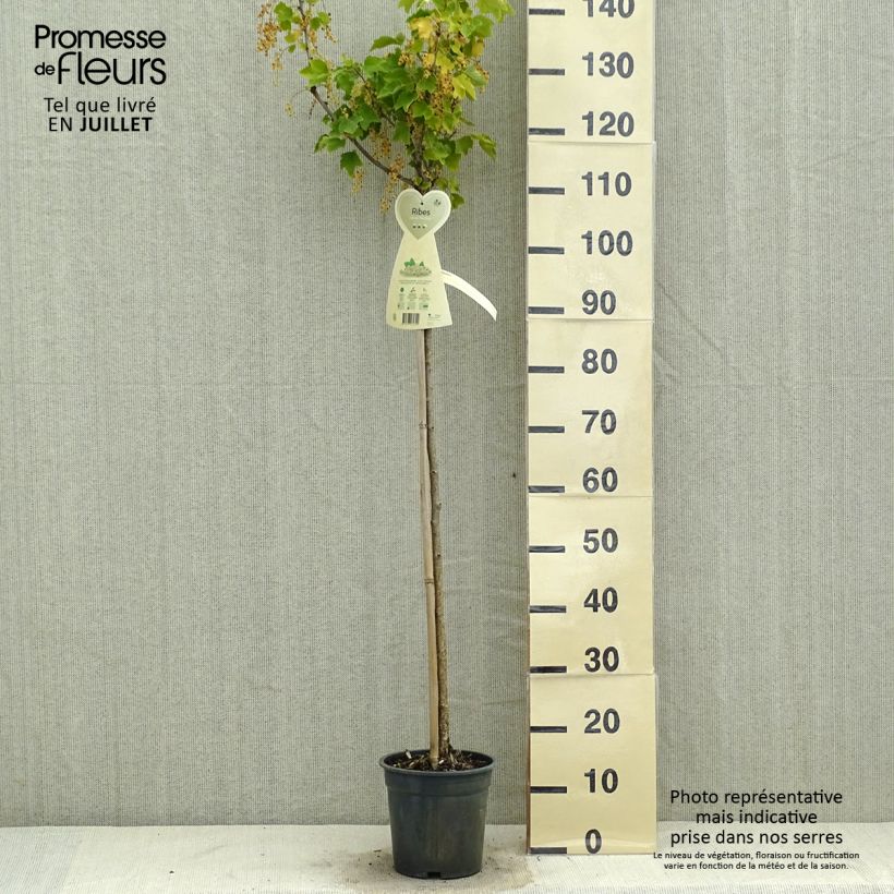 White Currant Werdavia - Ribes rubrum 2L/3L pot, Half standardShipped height around 20/30cm sample as delivered in summer