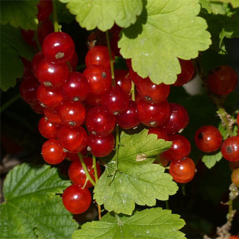 Ribes rubrum Junifer - Redcurrant (Harvest)