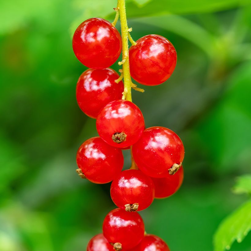 Ribes rubrum - Redcurrant (Harvest)