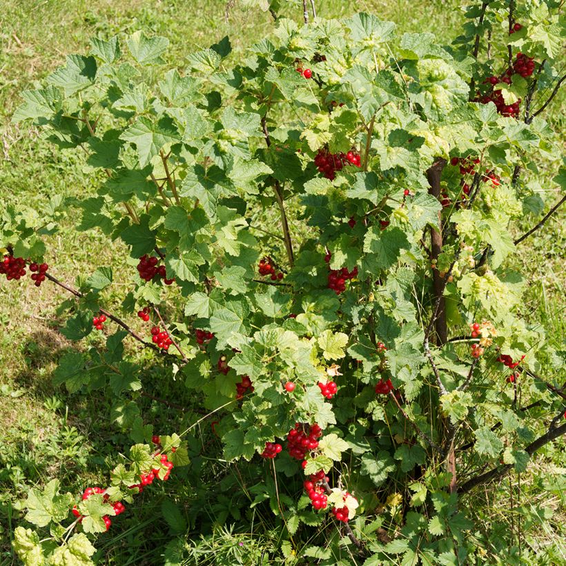 Ribes rubrum - Redcurrant (Plant habit)