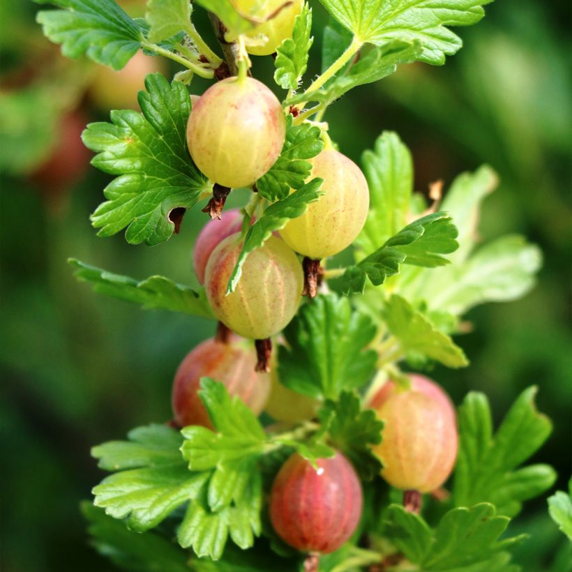 Gooseberry Pixwell - Ribes uva-crispa (Harvest)