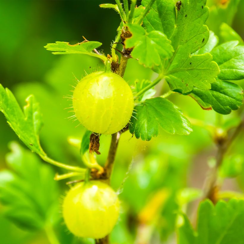 Gooseberry Invicta - Ribes uva-crispa (Harvest)