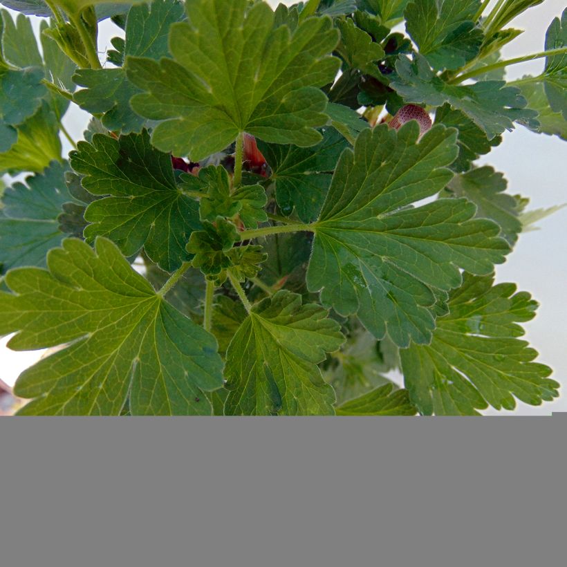 Gooseberry Hinnönmaki Röd - Ribes uva-crispa (Foliage)