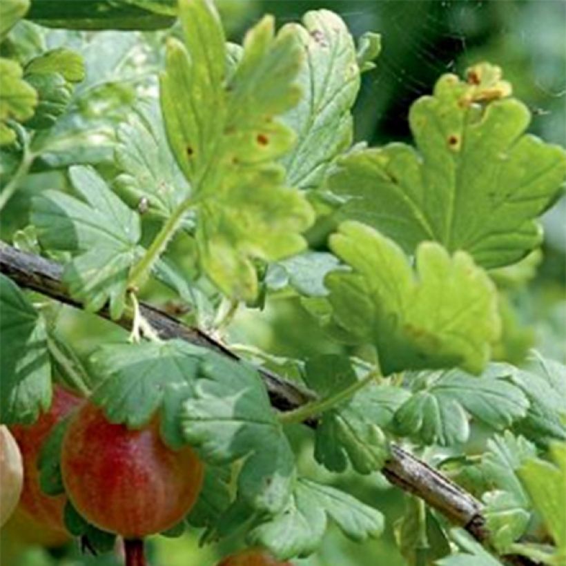 Gooseberry Bush Winham's Industry - Ribes uva-crispa (Foliage)