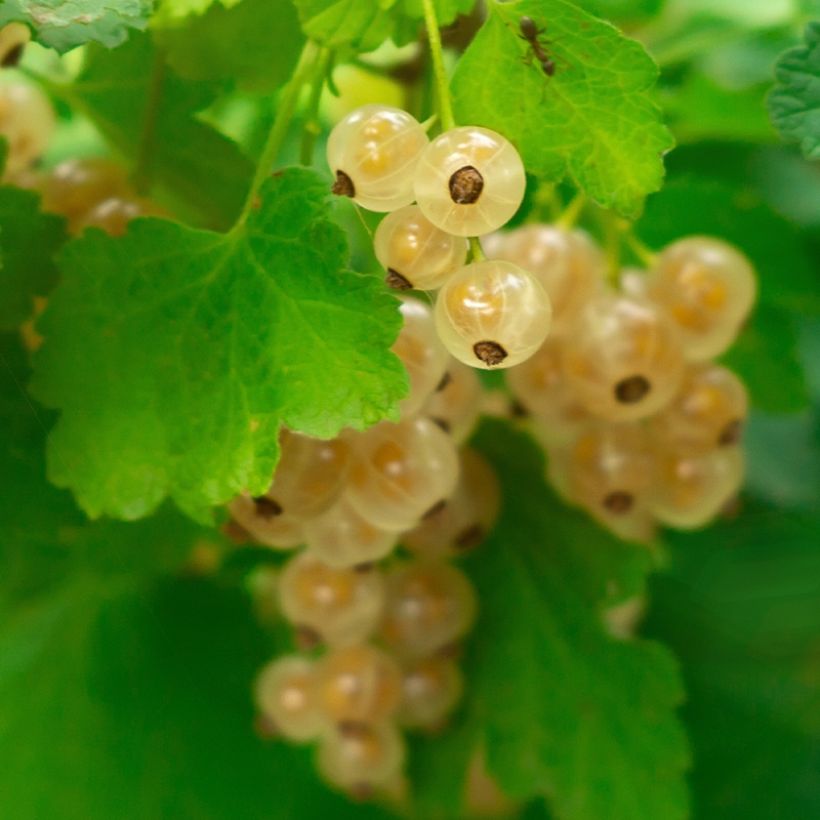 White Currant Witte Parel or White Pearl - Ribes rubrum (Harvest)