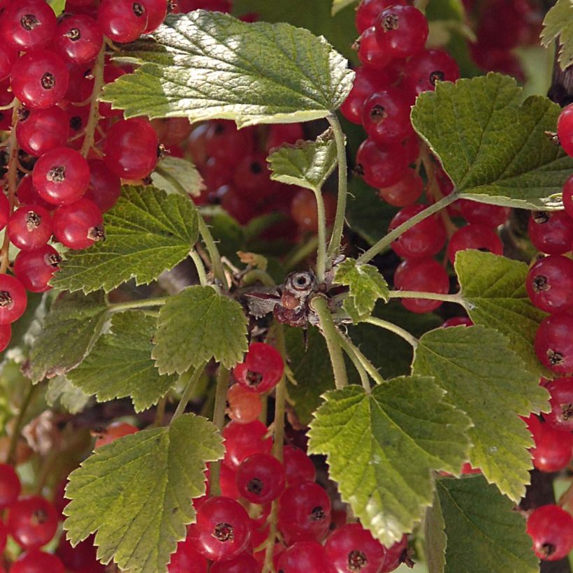 Redcurrant Mactor - Georges Delbard (Foliage)