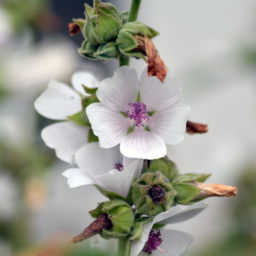 Althaea officinalis (Flowering)