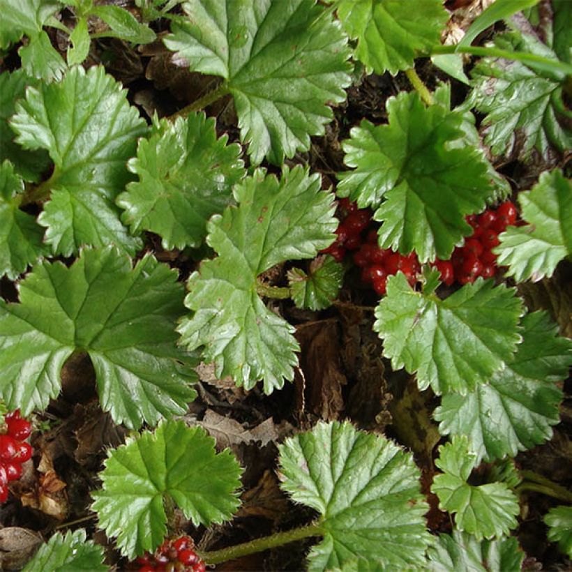 Gunnera magellanica (Foliage)