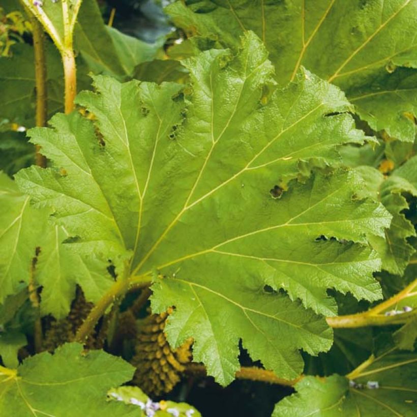 Gunnera manicata - Brazilian Giant-rhubarb (Foliage)