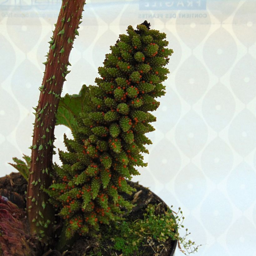 Gunnera manicata - Brazilian Giant-rhubarb (Flowering)