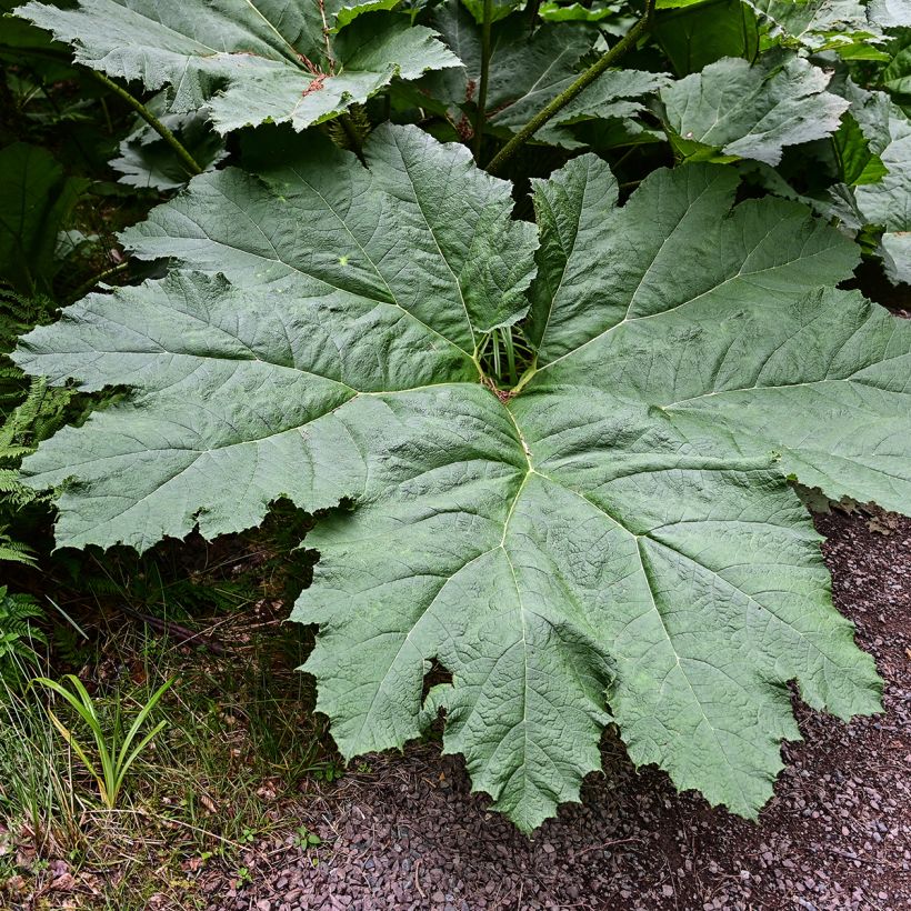 Gunnera manicata - Brazilian Giant-rhubarb (Foliage)