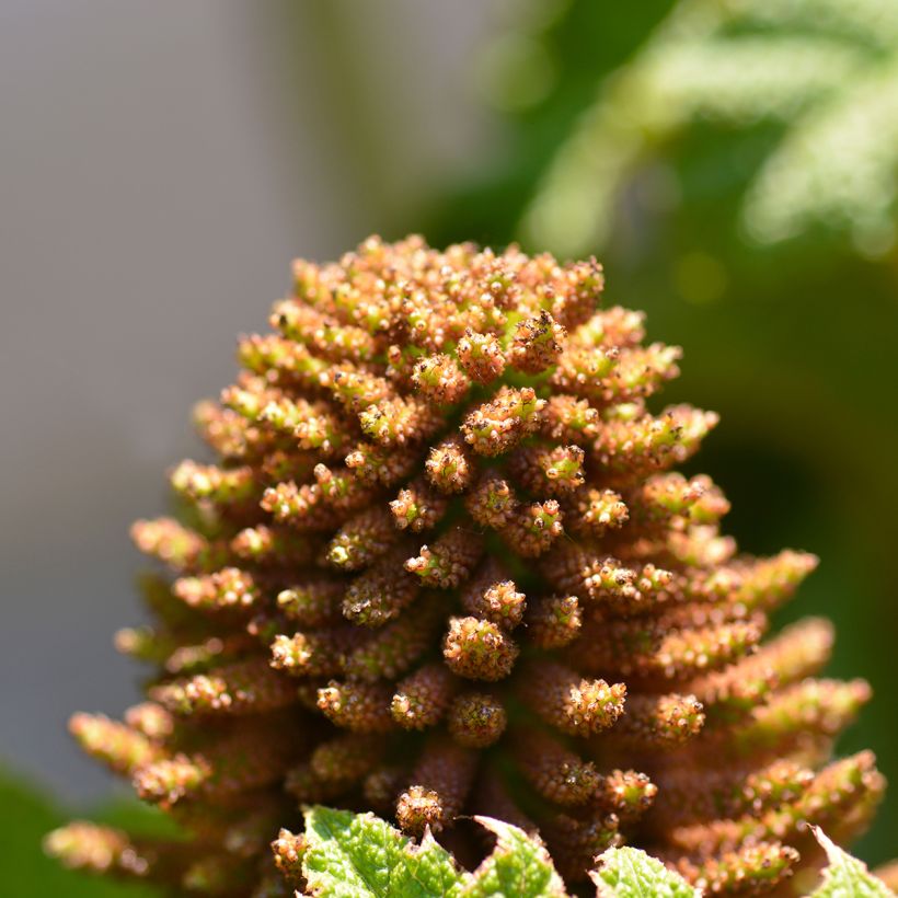 Gunnera manicata - Brazilian Giant-rhubarb (Flowering)