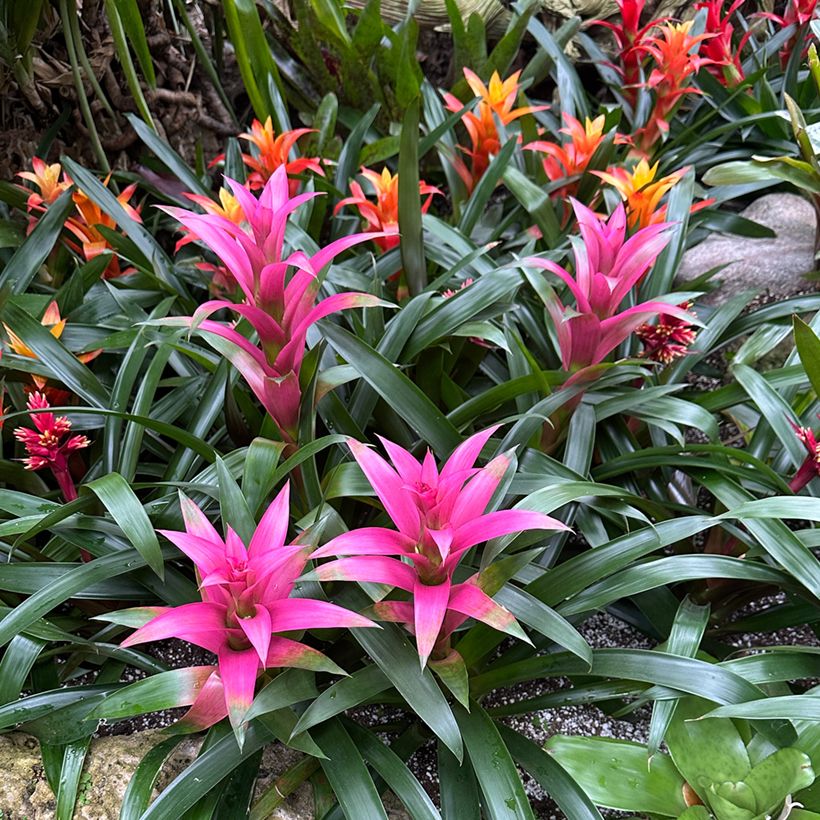 Guzmania Alerta (Plant habit)