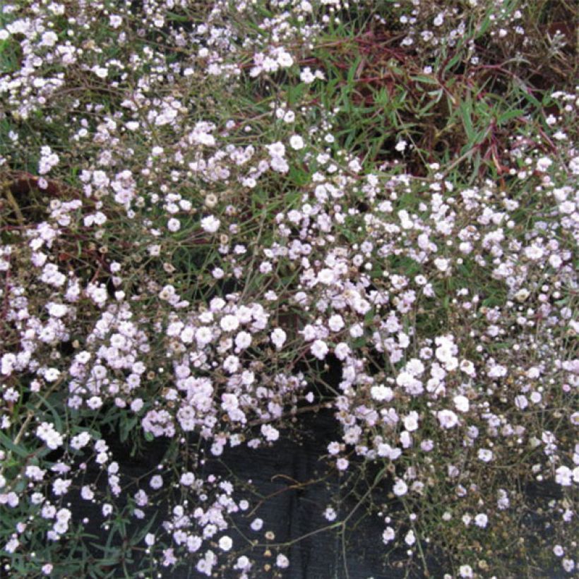 Gypsophila Rosenschleier (Flowering)